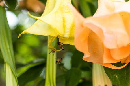 Yellow flowers or Pauldopia ghorta (G. Don) Steenis and bee in garden.の写真素材