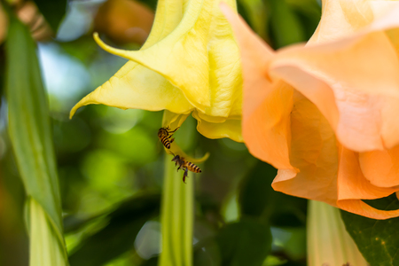 Yellow flowers or Pauldopia ghorta (G. Don) Steenis and bee in garden.の写真素材