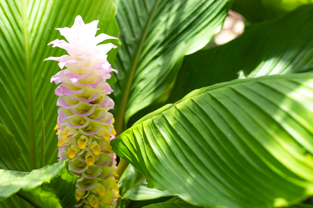 Curcuma alismatifolia on the Moutain at Pa Hin Ngam National Park , Chaiyaphum in Thailand.の写真素材