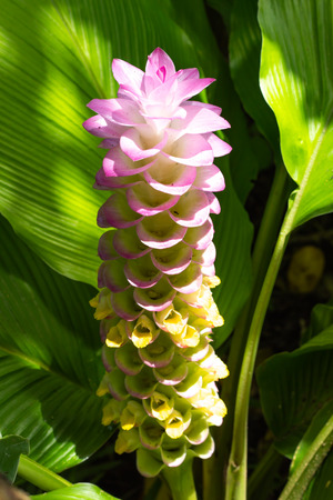 Curcuma alismatifolia on the Moutain at Pa Hin Ngam National Park , Chaiyaphum in Thailand.の写真素材