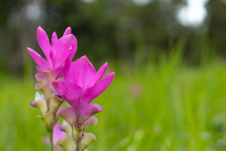 Curcuma alismatifolia on the Moutain at Pa Hin Ngam National Park , Chaiyaphum in Thailand.の写真素材