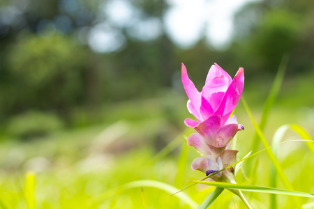 Curcuma alismatifolia on the Moutain at Pa Hin Ngam National Park , Chaiyaphum in Thailand.の写真素材