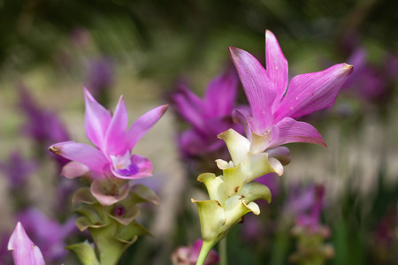 Curcuma alismatifolia on the Moutain at Pa Hin Ngam National Park , Chaiyaphum in Thailand.の写真素材