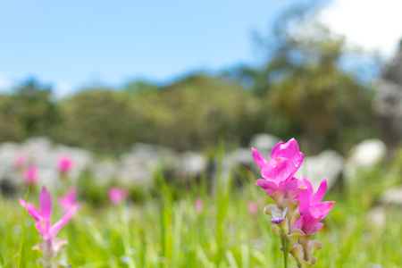 Curcuma alismatifolia on the Moutain at Pa Hin Ngam National Park , Chaiyaphum in Thailand.の写真素材