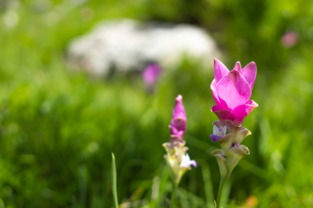 Curcuma alismatifolia on the Moutain at Pa Hin Ngam National Park , Chaiyaphum in Thailand.の写真素材