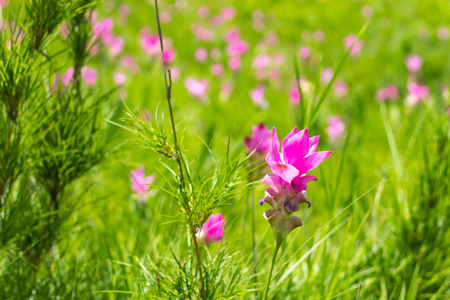 Curcuma alismatifolia on the Moutain at Pa Hin Ngam National Park , Chaiyaphum in Thailand.の写真素材