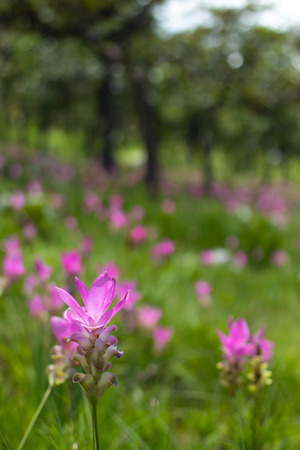Curcuma alismatifolia on the Moutain at Pa Hin Ngam National Park , Chaiyaphum in Thailand.の写真素材