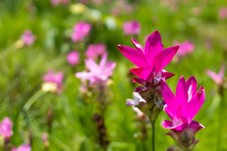 Curcuma alismatifolia on the Moutain at Pa Hin Ngam National Park , Chaiyaphum in Thailand.の写真素材