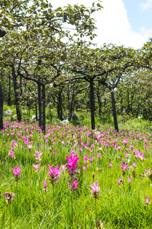 Curcuma alismatifolia on the Moutain at Pa Hin Ngam National Park , Chaiyaphum in Thailand.の写真素材