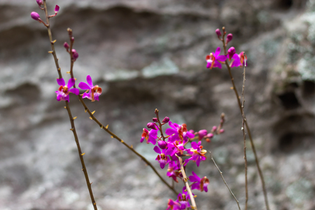 Orchid Pink on the stones in garden.の写真素材
