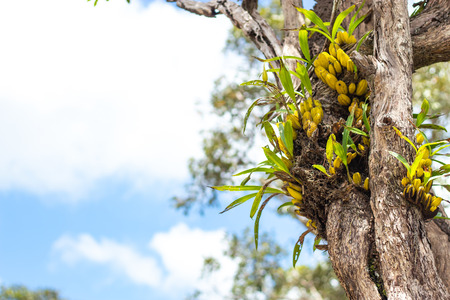 Orchid  on tree in garden.の写真素材