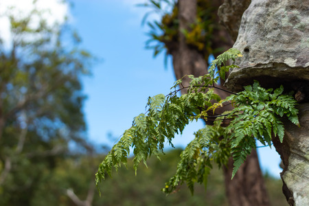 Nephrolepsis biserrata cr.Furcan on the stones in garden.の写真素材