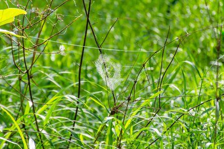 Spider webs on the tree.の写真素材