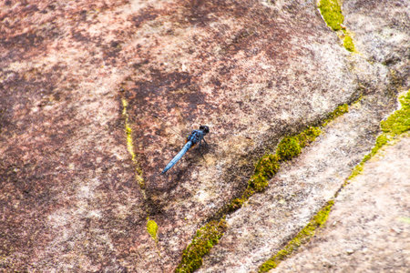 Blue dragonfly on the stones.の写真素材