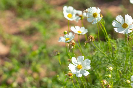 Cosmos bipinnatus in garden at Chiyaphum in Thailand.の写真素材