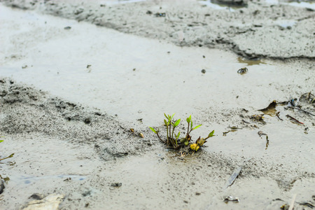 The trees on the ground to mud in the sea.の写真素材
