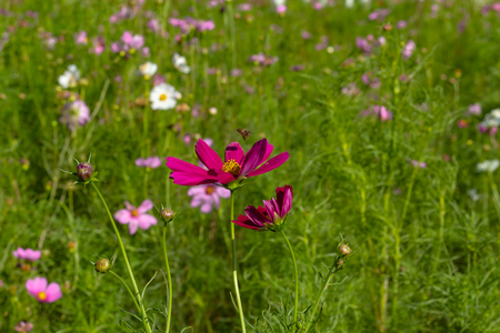Cosmos bipinnatus in garden at Chiyaphum in Thailand.の写真素材