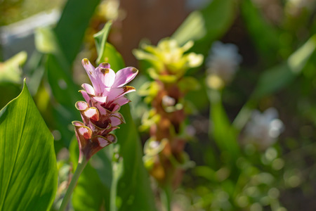 Curcuma alismatifolia on the Moutain at  Chaiyaphum in Thailand.の写真素材
