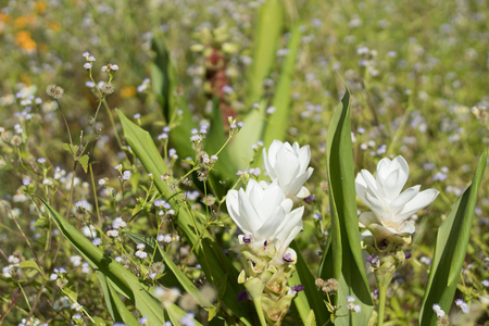 Curcuma alismatifolia on the Moutain at  Chaiyaphum in Thailand.の写真素材