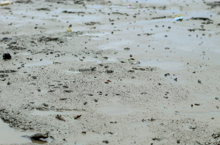 Small Crab in the sea at Don Hoi lot in Samut songkham , Thailand.の写真素材