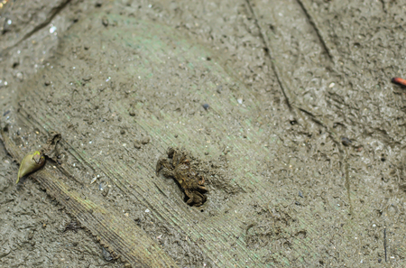Small Crab in the sea at Don Hoi lot in Samut songkham , Thailand.の写真素材