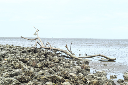 Broken tree by the sea at Don Hoi lot in Samut songkham , Thailand.の写真素材
