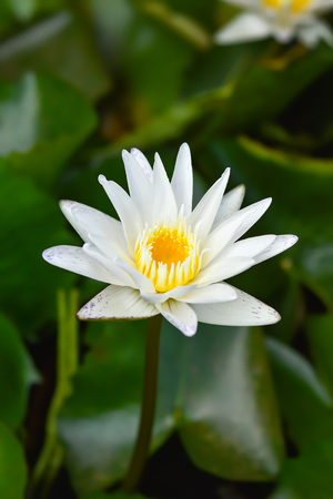 White Lotus Flower In the Lotus pond at the Samut songkhram , Thailand.の写真素材