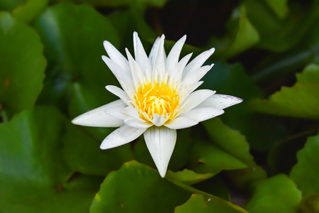 White Lotus Flower In the Lotus pond at the Samut songkhram , Thailand.の写真素材