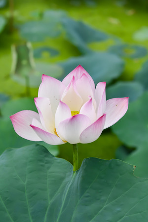 Pink Lotus Flower In the Lotus pond at the Samut songkhram , Thailand.の写真素材