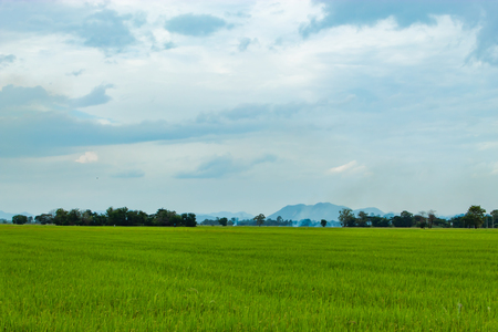 Green rice fields In the background is the sky and the mountainsの写真素材