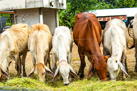 Cow eating grass on the farmの写真素材