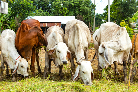 Cow eating grass on the farmの写真素材