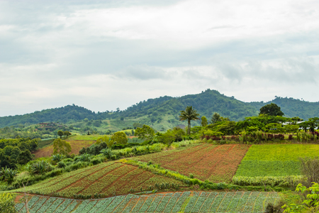 The beauty of the vegetable patch on the mountain.の写真素材