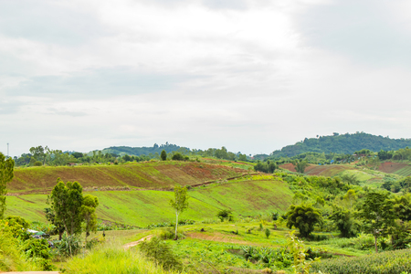 The beauty of the vegetable patch on the mountain.の写真素材
