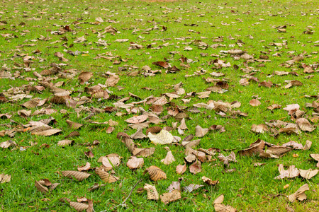 The leaves on the lawn in  Thung Salaeng Luang , Phetchabun in Thailand.の写真素材