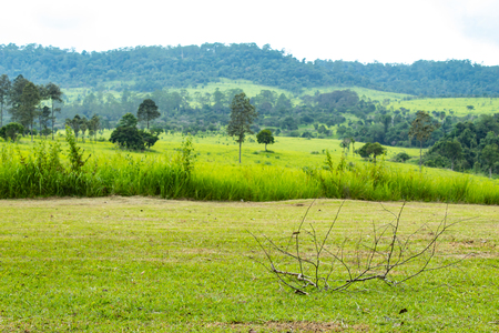 Twigs on the lawn meadow and trees at Thung Salaeng Luang , Phetchabun in Thailand.の写真素材