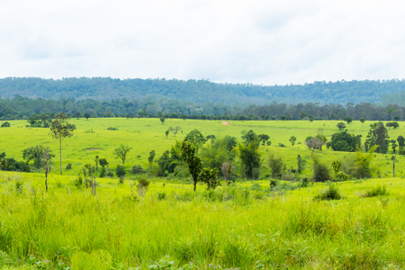 Meadow and trees at Thung Salaeng Luang , Phetchabun in Thailand.の写真素材