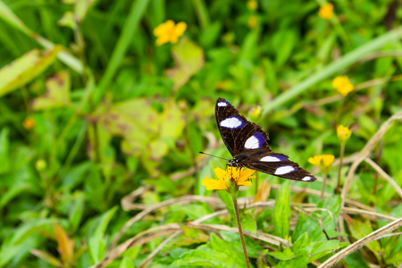 Black butterfly on yellow flower in the grass.の写真素材