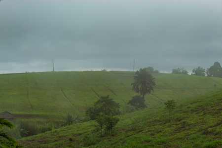 Morning Mist on the Mountain at Phetchabun in Thailand.の写真素材