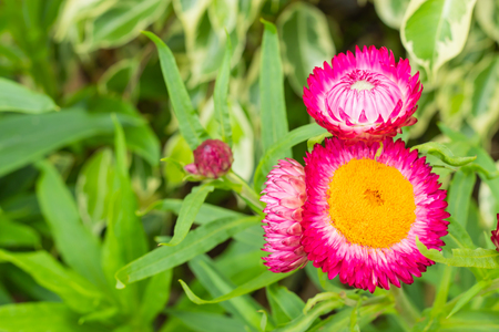 Pink and yellow flowers or Helichrysum bracteatum in garden.の写真素材