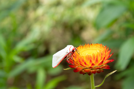 White insect on Yellow and orange flowers or Helichrysum bracteatum in garden.の写真素材
