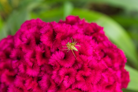 Spider on Celosia argentea in garden.の写真素材