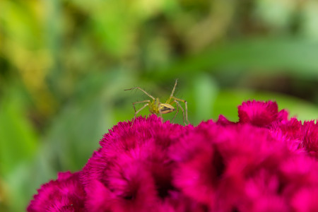 Spider on Celosia argentea in garden.の写真素材