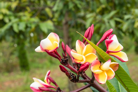 Yellow and pink flowers or Plumeria obtusa in garden.の写真素材