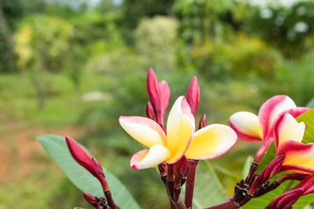 Yellow and pink flowers or Plumeria obtusa in garden.の写真素材