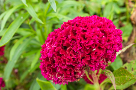 Celosia argentea in garden.の写真素材