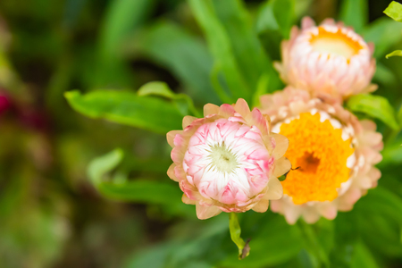 Pink and yellow flowers or Helichrysum bracteatum in garden.の写真素材