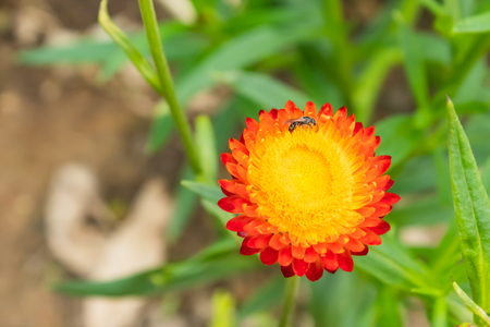 Insect on Yellow and orange flowers or Helichrysum bracteatum in garden.の写真素材