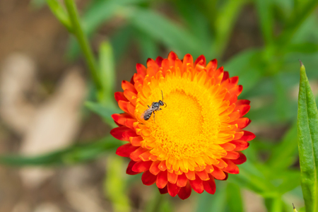 Insect on Yellow and orange flowers or Helichrysum bracteatum in garden.の写真素材