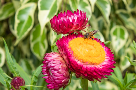 Bee on Pink and yellow flowers or Helichrysum bracteatum in garden.の写真素材